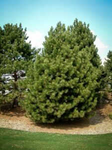 Сосна Чёрная (Pinus Nigra) купить по цене от 270.00р. в интернет-магазине «Посадика» с доставкой почтой в в Оренбурге и по всей России – [изображение №1].