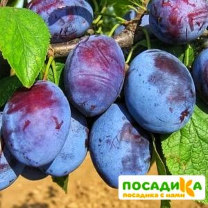 Слива Чачакская ранняя купить по цене от 229.00р. в интернет-магазине «Посадика» с доставкой почтой в в Оренбурге и по всей России – [изображение №1].