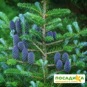 Пихта корейская (Abies koreana) купить по цене от 450.00р. в интернет-магазине «Посадика» с доставкой почтой в в Оренбурге и по всей России – [изображение №1].