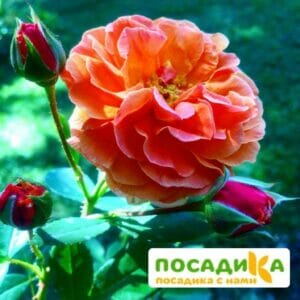 Роза Арабия купить по цене от 350.00р. в интернет-магазине «Посадика» с доставкой почтой в в Оренбурге и по всей России – [изображение №1].