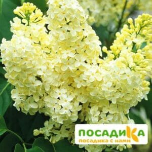 Сирень Примроуз (Primrose) купить по цене от 529.00р. в интернет-магазине «Посадика» с доставкой почтой в в Оренбурге и по всей России – [изображение №1].