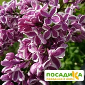 Сирень Сенсация купить по цене от 529.00р. в интернет-магазине «Посадика» с доставкой почтой в в Оренбурге и по всей России – [изображение №1].