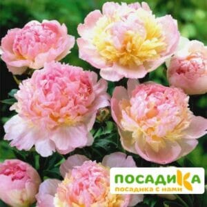 Пион Распберри Сандей (Paeonia Raspberry Sundae) купить по цене от 959р. в интернет-магазине «Посадика» с доставкой почтой в в Оренбурге и по всей России – [изображение №1].