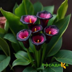 Калла Аура Лейс купить по цене от 400р. в интернет-магазине «Посадика» с доставкой почтой в в Оренбурге и по всей России – [изображение №1].