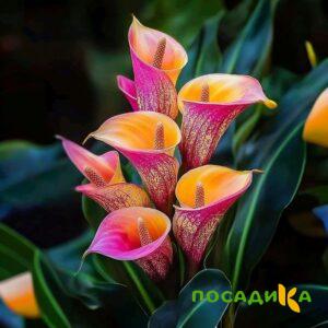Калла Оникс купить по цене от 450р. в интернет-магазине «Посадика» с доставкой почтой в в Оренбурге и по всей России – [изображение №1].