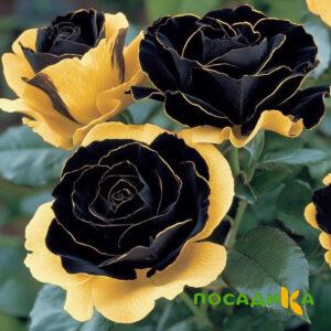 Роза Ханни Сикл купить по цене от 700р. в интернет-магазине «Посадика» с доставкой почтой в в Оренбурге и по всей России – [изображение №1].