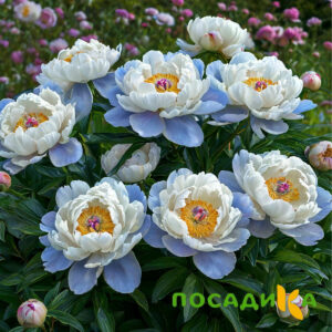 Пион акварельный Этюд купить по цене от 806р. в интернет-магазине «Посадика» с доставкой почтой в в Оренбурге и по всей России – [изображение №1].