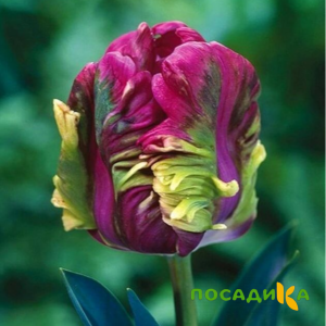 Тюльпан Экзотик Хэвен купить по цене от 186р. в интернет-магазине «Посадика» с доставкой почтой в в Оренбурге и по всей России – [изображение №1].
