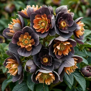 Морозник Блум Айс купить по цене от 499р. в интернет-магазине «Посадика» с доставкой почтой в в Оренбурге и по всей России – [изображение №1].